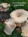 Leucopaxillus giganteus-amf1243-1